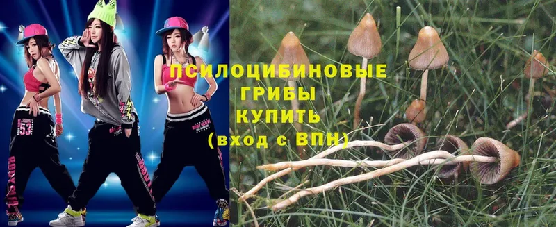 Галлюциногенные грибы Psilocybe  Константиновск 